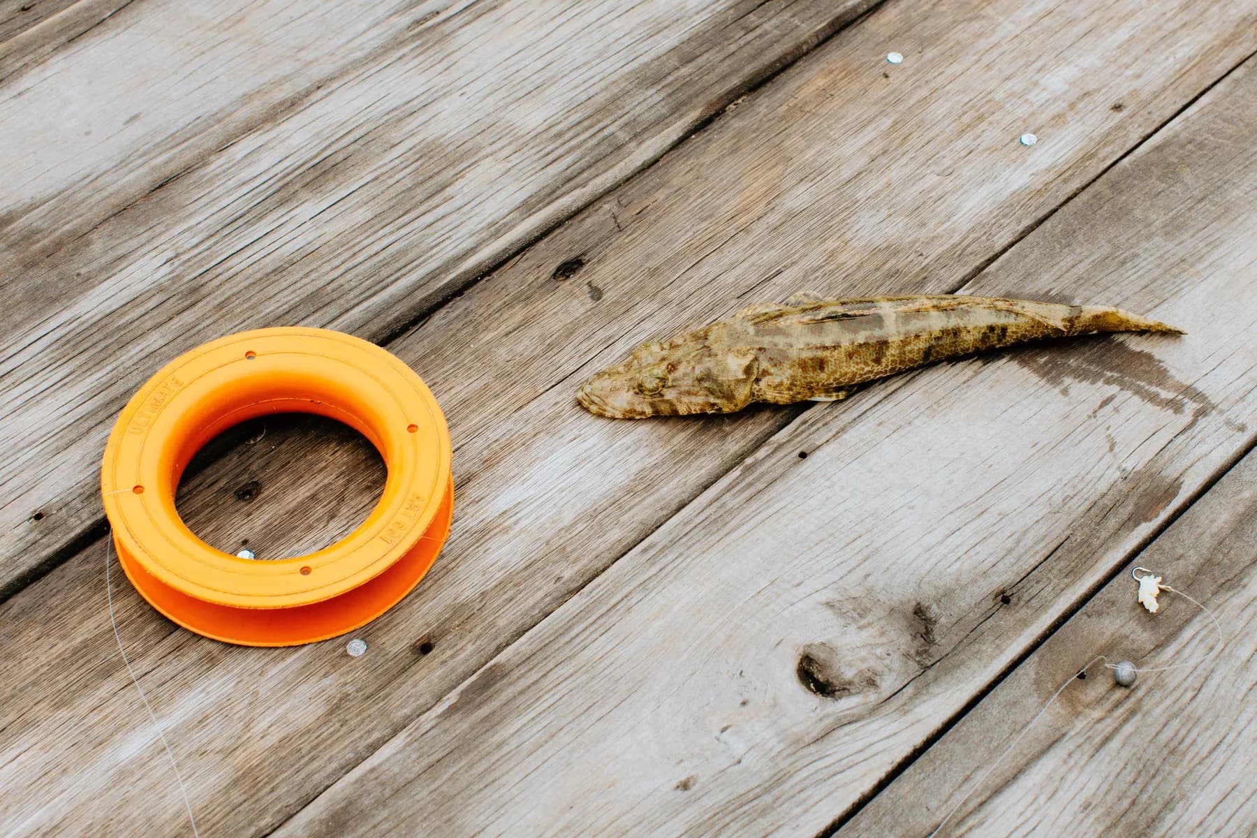Fresh catch on the jetty