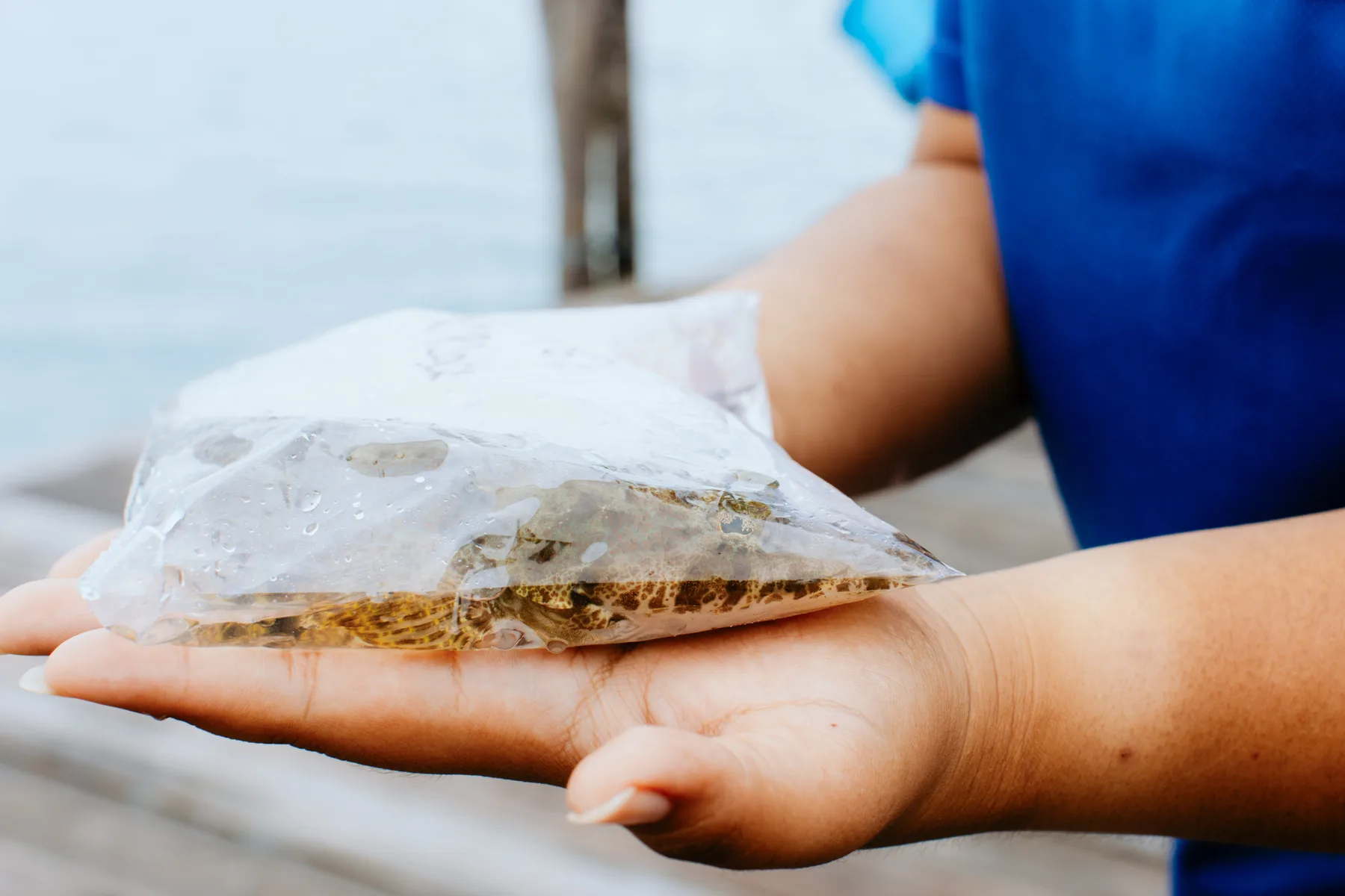 Carrying the catch to the kitchen