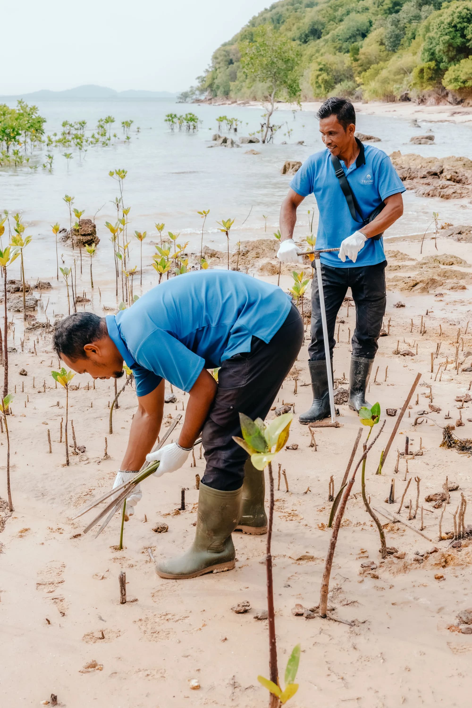 Mangrove planting along the shoreline near Telunas, part of the Telunas Foundation's conservation work