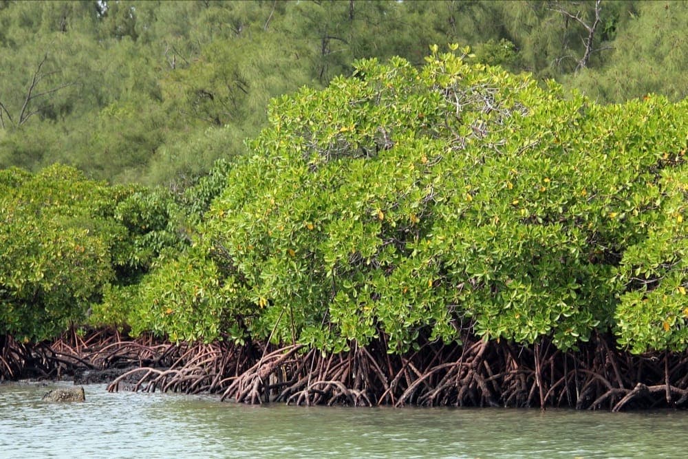 Mangrove Conservation in Indonesia