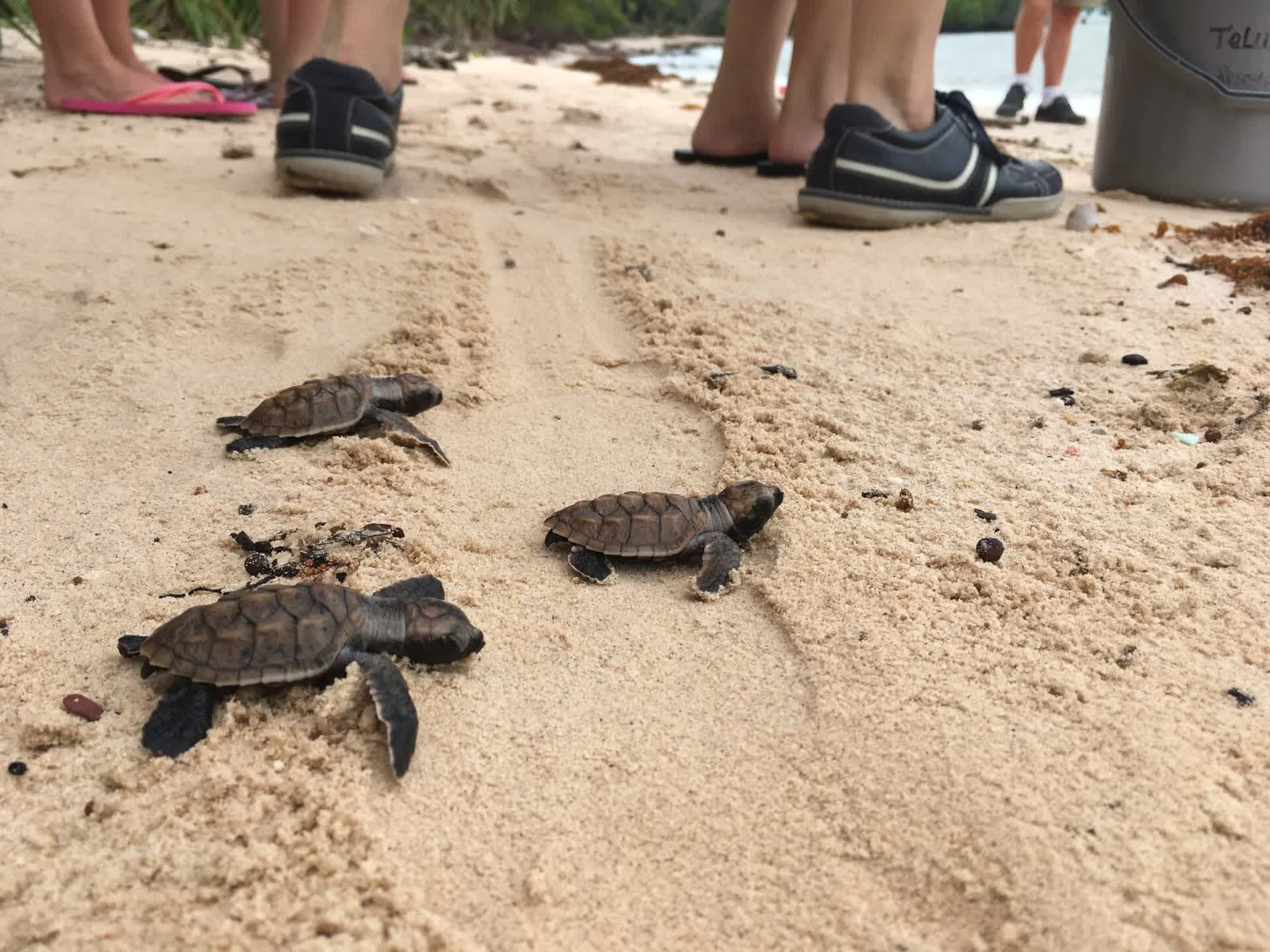 Endangered Sea Turtles Love Telunas