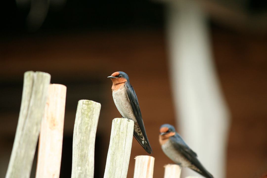 Pacific swallows perched on wood