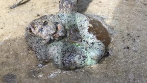 Carpet anemone on the beach