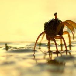 A Glimpse at Telunas Wildlife