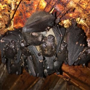 a group of fruit bats