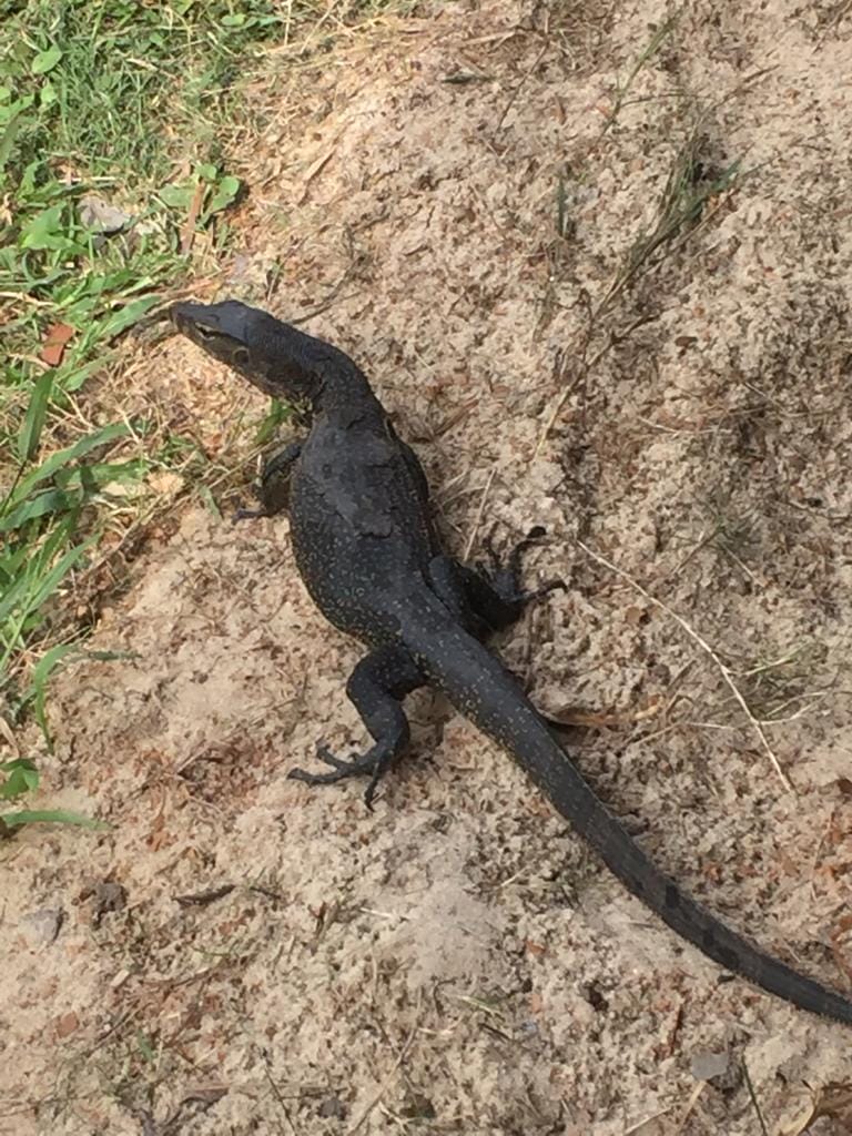 Monitor Lizard on sand